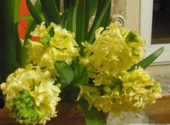 風(fēng)信子花代表什么意思，代表著永遠(yuǎn)的懷念、重生的愛