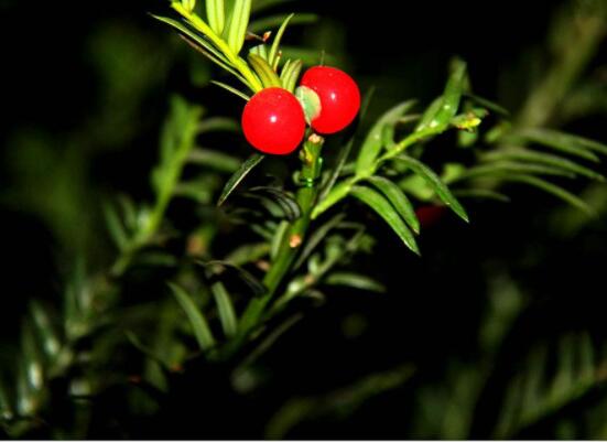 紅豆杉泡水喝的功效，防癌抗癌、增強免疫力、消炎抑菌