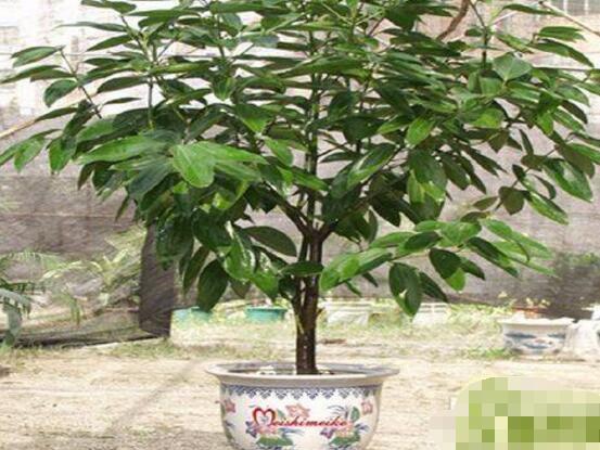 平安樹圖片，平安樹開花圖片