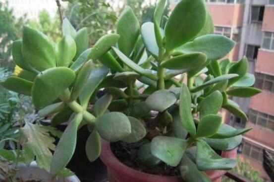 燕子掌怎么修剪，春季最佳/剪除枝條枝葉(瘦病枯)