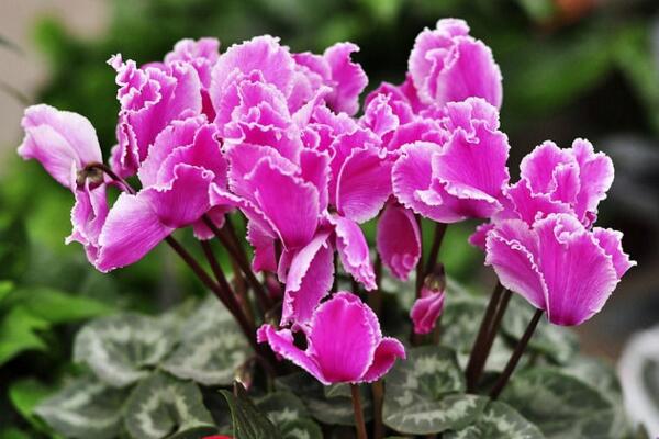 仙客來(lái)花期養(yǎng)護(hù)及花后管理，最重要的5個(gè)步驟