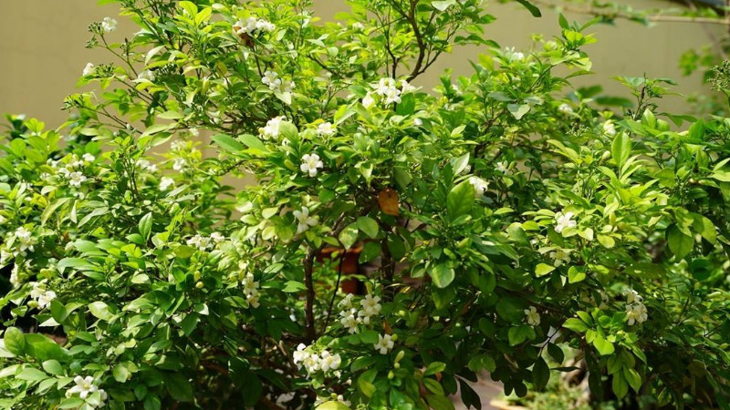 九里香什么時(shí)候修剪