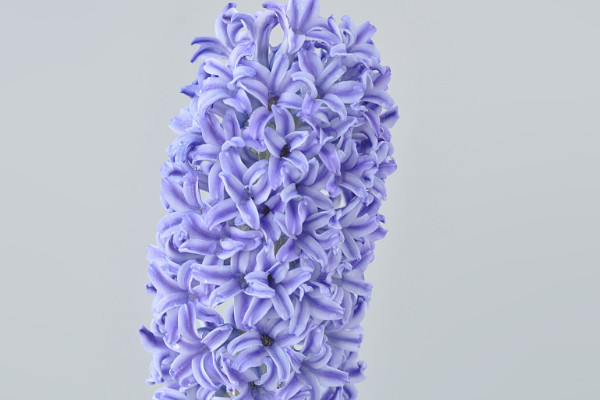 風(fēng)信子什么時候種植