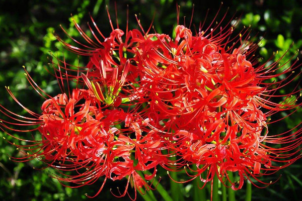 彼岸花種球需要?jiǎng)兤? src="/nongchan/d/file/20201223/gcg23mo1qrh.jpg" / data-4shZ="FRdpxT"></p>
<p data-4oGl="LteQ09">
	彼岸花種球不需要?jiǎng)兤?，它種球的表皮很薄，種植后不會(huì)影響到它的生長(zhǎng)發(fā)芽，但是在種植它種球的時(shí)候，我們需要先將其清洗干凈，并用專用的消毒藥劑對(duì)其進(jìn)行消毒，以防種球栽種后出現(xiàn)腐爛的現(xiàn)象。</p>
<p data-0I9a="jTWL3b">
	<strong data-28AT="MaN7Gr">2、土壤要求</strong></p>
<p data-XHkC="072Fpi">
	<img alt=