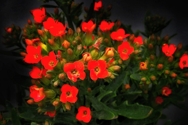 長壽花夏天空調(diào)室內(nèi)怎么養(yǎng)