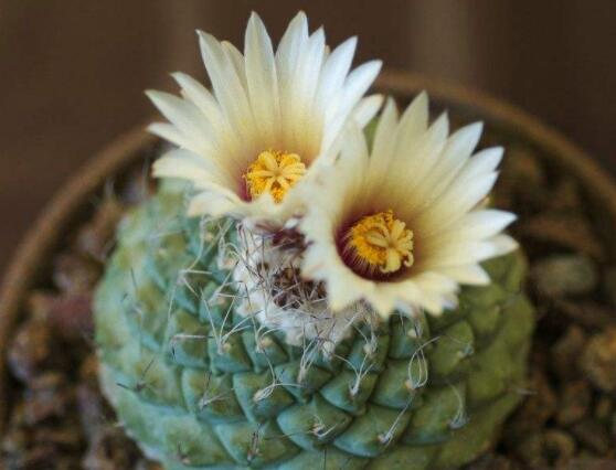 家里放仙人球是吉是兇，化解煞氣、安居樂業(yè)(吉兆)