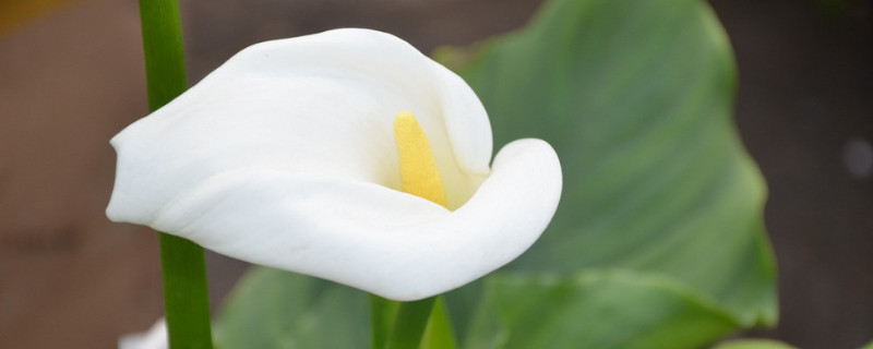 馬蹄蓮水培養(yǎng)護(hù)注意事項