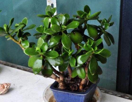 燕子掌和玉樹哪個有毒，玉樹汁液有毒/燕子掌無毒現(xiàn)象