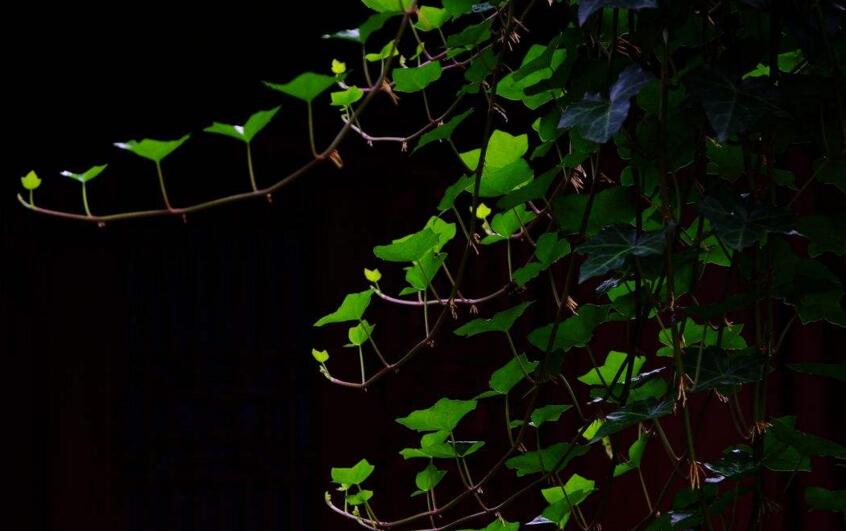 常青藤夏天怎么澆水，澆水時間要控制好