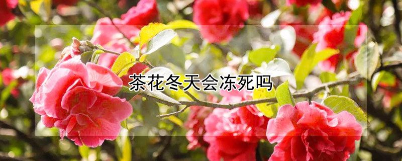 茶花冬天會(huì)凍死嗎