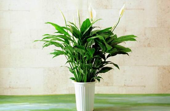 一帆風順水養(yǎng)還是土養(yǎng)，土養(yǎng)最為合適(水養(yǎng)易爛根)