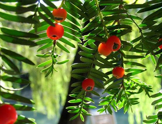 水杉與紅豆杉的區(qū)別，教你三種區(qū)別方法(葉子/果子/習(xí)性)