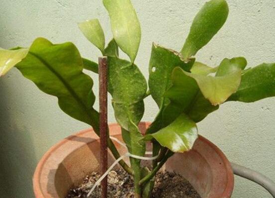 曇花怎么修剪，以輕剪與中剪為主(忌重剪)