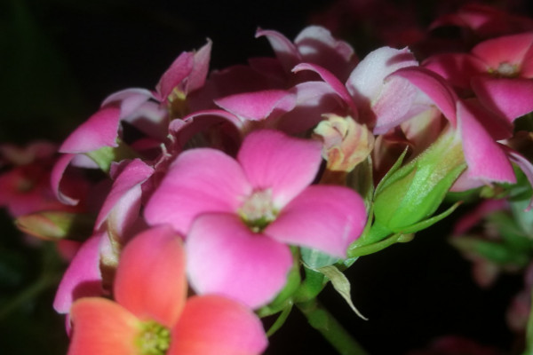 長壽花開花花敗后怎么養(yǎng)