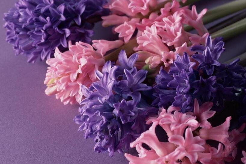 風(fēng)信子的傳說，古希臘神話中的爛漫之花