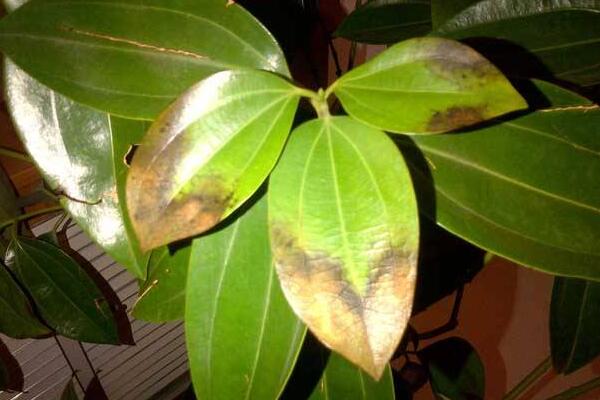 平安樹葉子發(fā)黑干枯怎么辦，分析原因及時補救