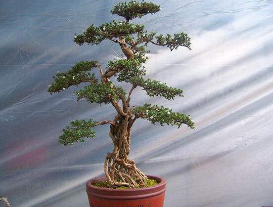 提根六月雪怎么養(yǎng)好，教你六個(gè)步驟造型更加美觀