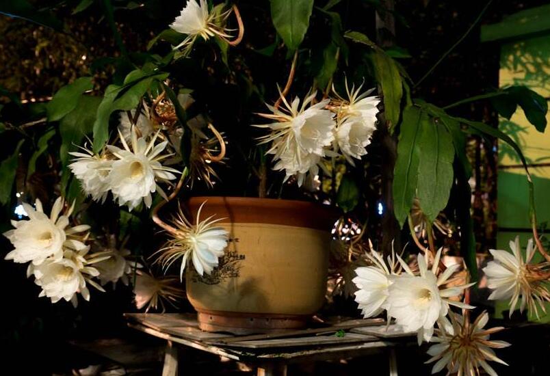 曇花爛根怎么處理，及時處理不然會造成無藥可救的狀態(tài)