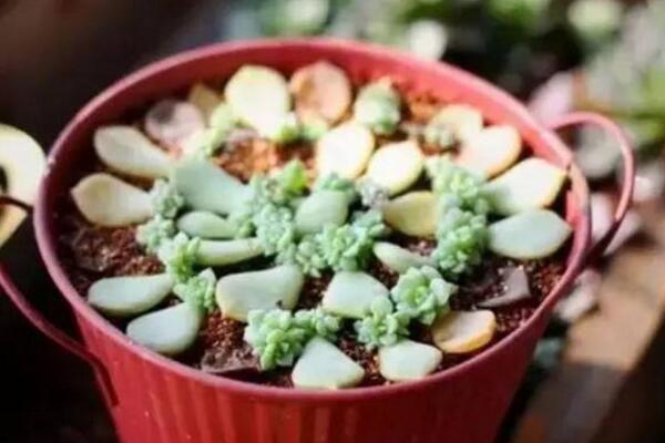 寶石花怎樣用葉子繁殖，寶石紅葉子繁殖5大要點