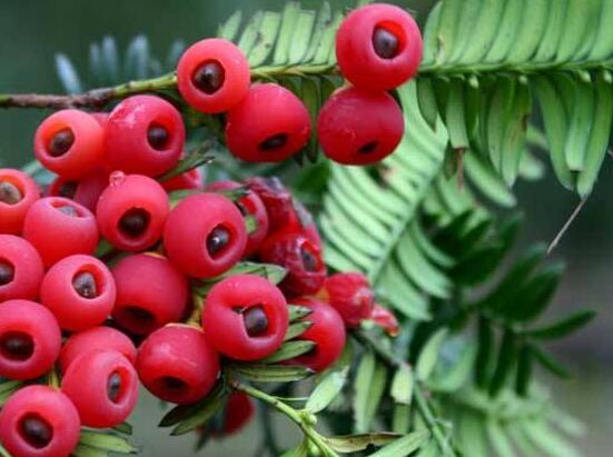 紅豆杉種子怎么種，做好這四點就會生根發(fā)芽