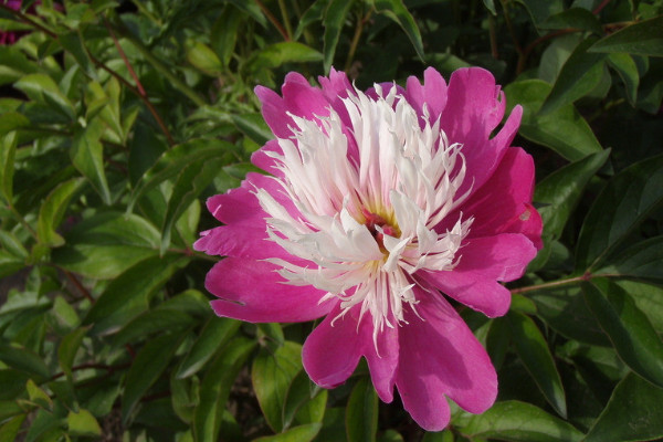 芍藥花什么時(shí)候移栽