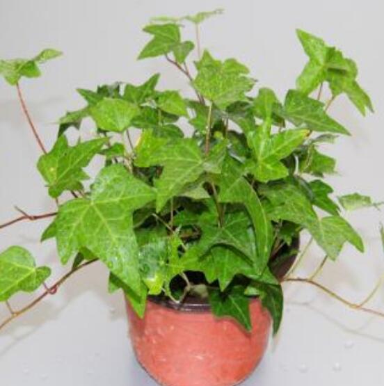 盆栽常春藤怎么爆盆，教你五點(diǎn)養(yǎng)護(hù)措施盆盆枝繁葉茂