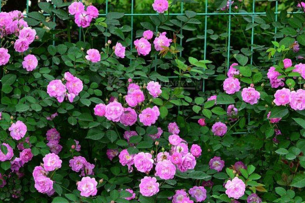 紅木香什么時(shí)候開(kāi)花