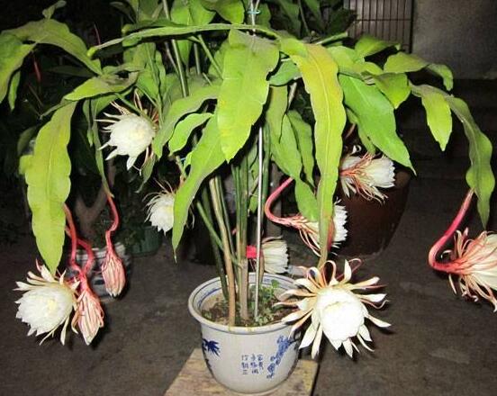 曇花的繁殖方法，盤點最常見的三種繁殖方法(扦插/播種/嫁接)