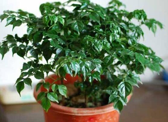 幸福樹開花什么預(yù)兆、寓意著家庭和睦，幸?？鞓?吉兆)