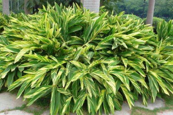 萬(wàn)年青的種類(lèi)，常見(jiàn)的有五種