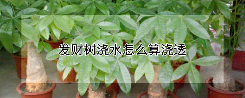 發(fā)財樹澆水怎么算澆透