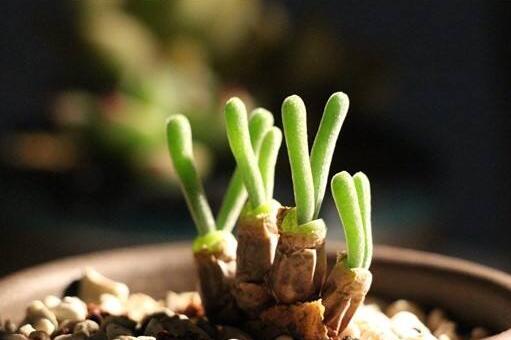 碧光環(huán)多肉怎么種，播種時(shí)間要選對(duì)