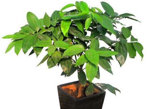 平安樹有什么好處，平安樹的功效與作用