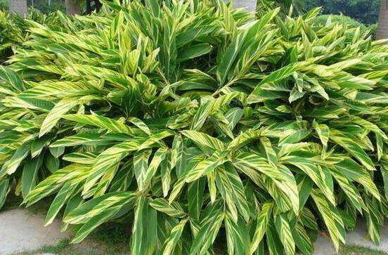 厚葉萬年青有毒嗎，誤食致人聲帶變啞、胃腸腫痛