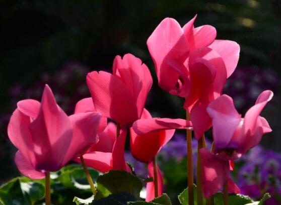 仙客來(lái)花期需施什么肥，做好薄肥少施原則(磷鉀肥為主)