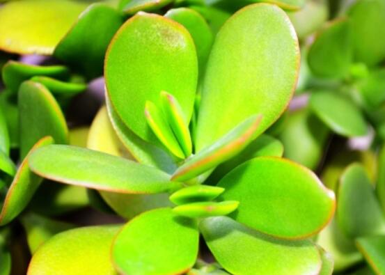 燕子掌葉子變軟怎么辦，教你最常見兩種解決辦法(光照與施肥)