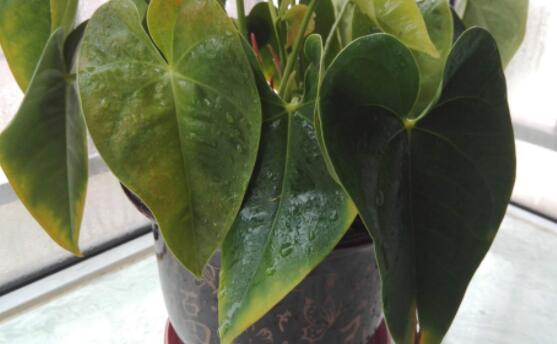 紅掌葉子發(fā)黃焦邊干枯是怎么回事，教你最直接有效三種解決措施