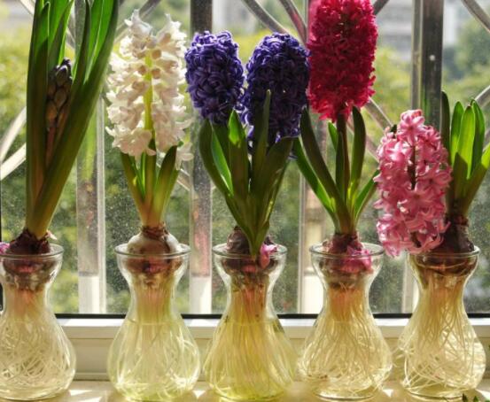 冬天能水培風信子么，可以/保持溫暖環(huán)境、注意水溫