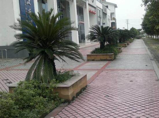 鐵樹的花語是什么，代表著堅(jiān)貞不屈，長壽富貴，吉祥如意