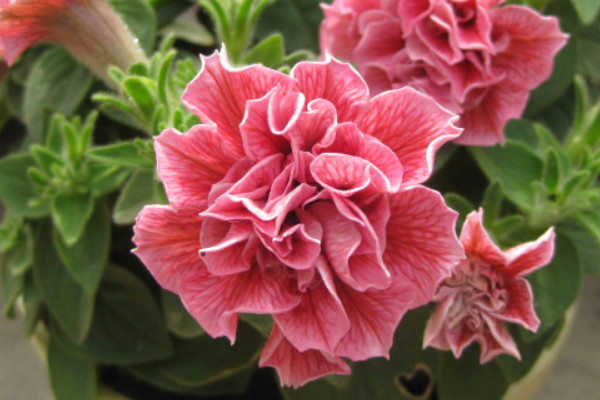 重瓣牽牛花什么時候扦插好