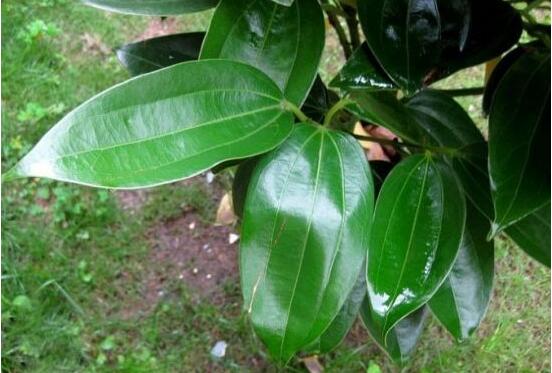 平安樹圖片大全，凈化空氣，矯正異味