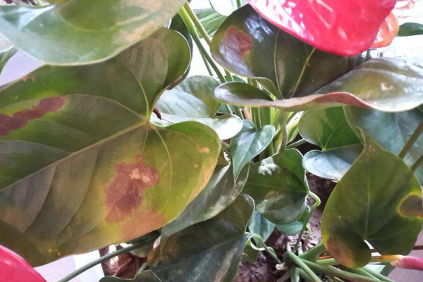 紅掌葉子發(fā)黃焦邊干枯是怎么回事