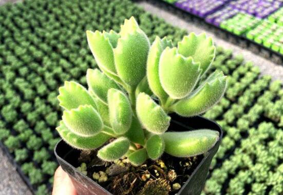 熊童子怎么養(yǎng)才能飽滿，老農(nóng)總結(jié)五個(gè)重要養(yǎng)護(hù)措施