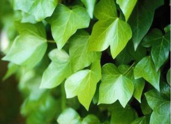 常春藤扦插步驟圖解，老農(nóng)總結(jié)六點最最簡易的基本步驟