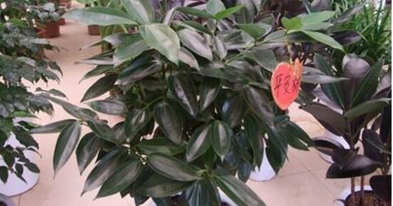 平安樹怎么修剪，平安樹的修剪方法和技巧