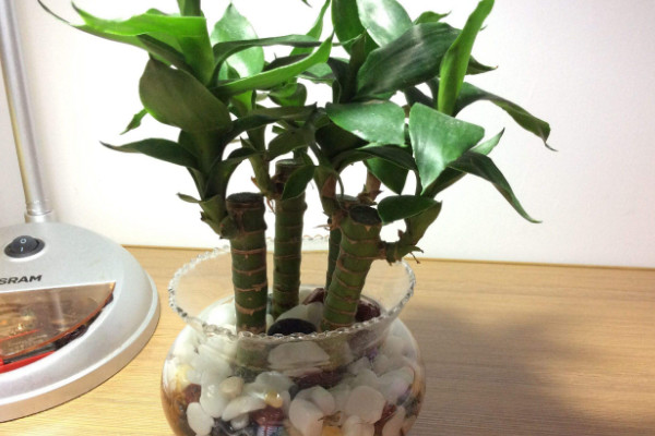 養(yǎng)富貴竹妙招，水培養(yǎng)殖的方法最棒