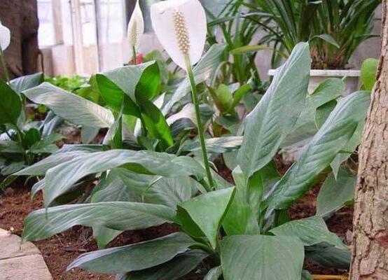 一帆風(fēng)順用什么花盆好，排水透氣、價(jià)格便宜素?zé)? src="/nongchan/d/file/20201223/b4msyhv24t1.jpg" style="width: 555px; height: 407px;" / data-BWlx="p2neDB"></p>
<p data-x6wx="mRZ0YO">
	<strong data-AhTy="3HtheS">5、</strong>一般來說，一帆風(fēng)順最適宜的花盆為排水透氣性好、價(jià)格便宜的素?zé)?。盆的大小?yīng)根據(jù)植物的種類、大小和根系發(fā)育情況具體對(duì)待，一般草花成苗用口徑20厘米的盆即可。</p>
<p data-XsdU="G1fz2g">
	<img alt=