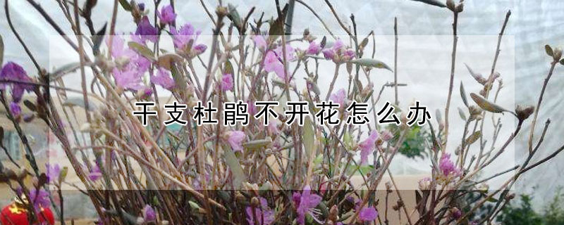 干支杜鵑不開(kāi)花怎么辦