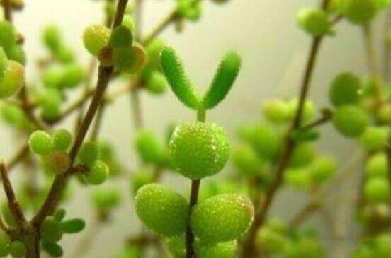 碧光環(huán)怎么種，保持盆土微濕潤/秋季種植存活率高