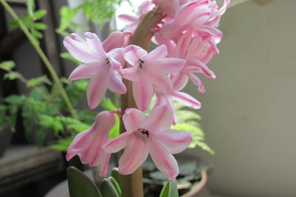 風(fēng)信子開完花后怎么處理，包裹冷藏來年煥活復(fù)花